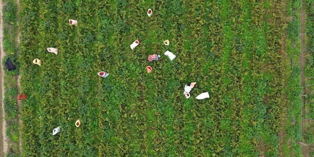 Üreticinin yüzünü güldüren ürün! 32.000 dekarda yetişiyor: Kilosu 15 liradan yok satıyor 4